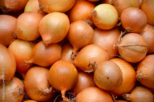 many onion heads harvest close up