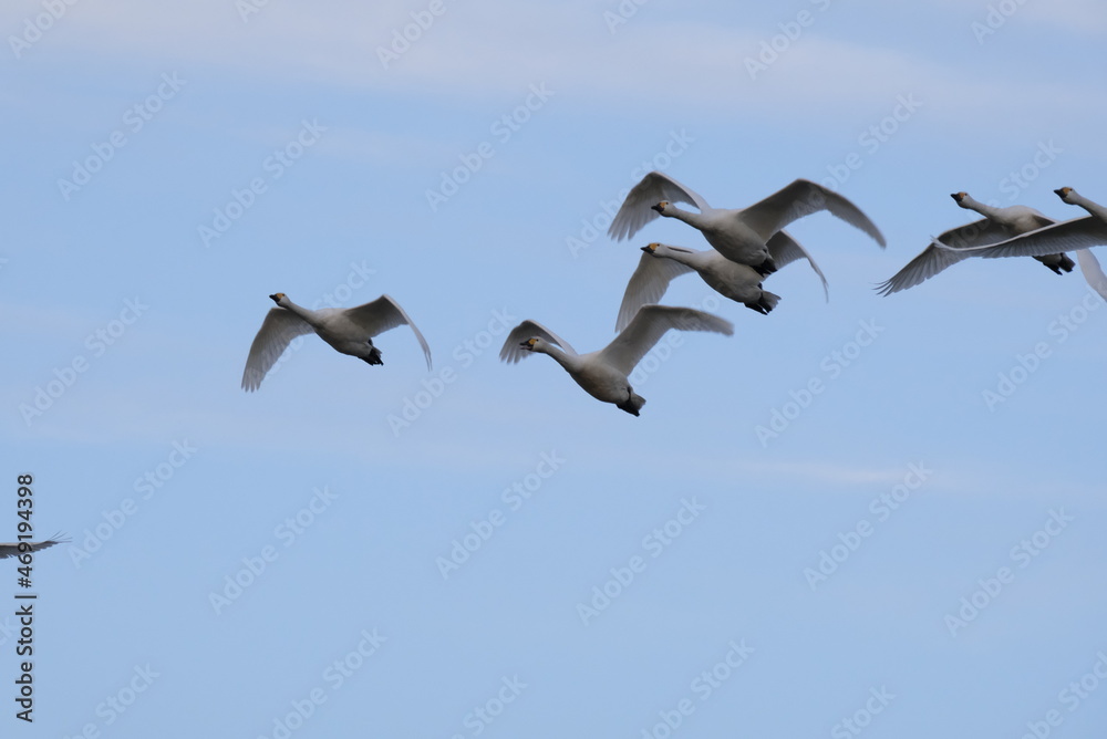 Swans, 14/11/2021