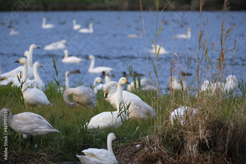 Swans, 14/11/2021