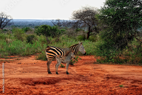 A picture of some zebras