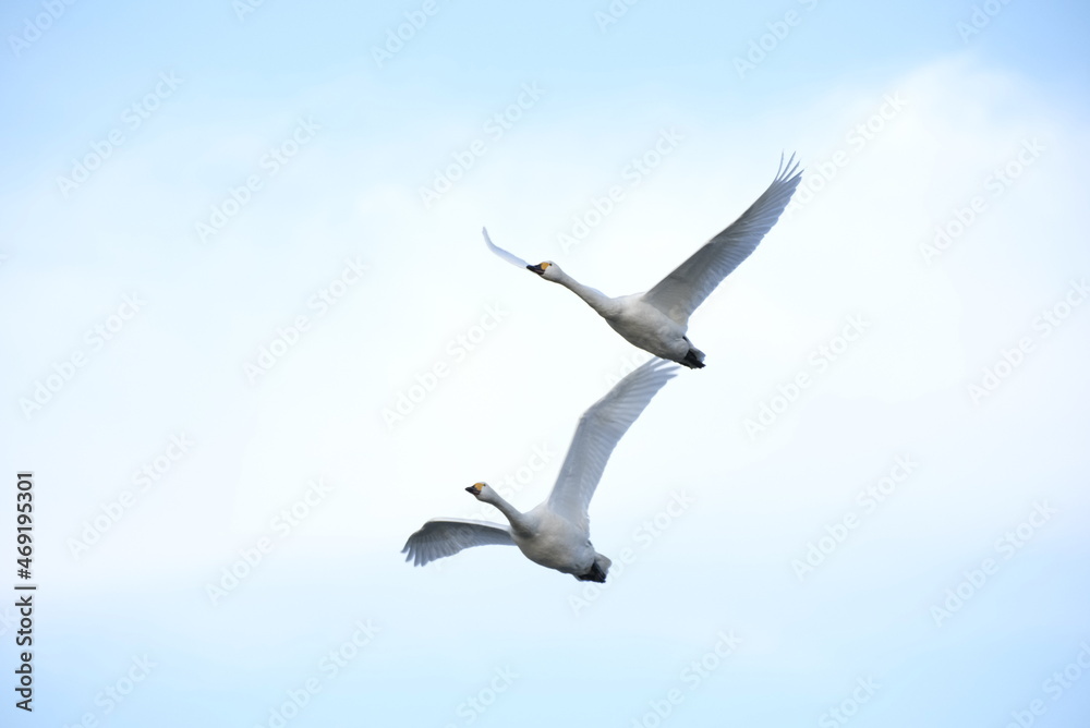 Obraz premium Swans, 14/11/2021B