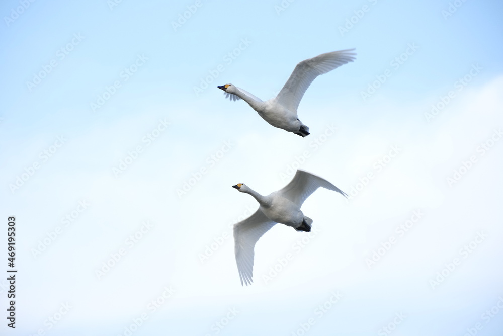 Obraz premium Swans, 14/11/2021B