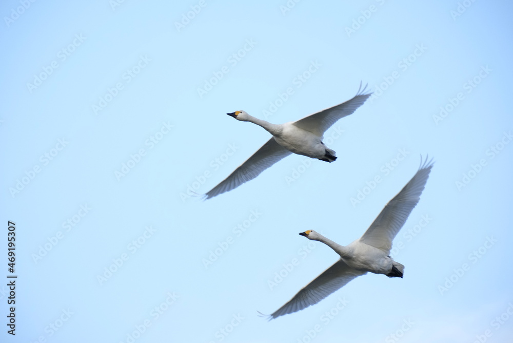Swans, 14/11/2021B Swans, 14/11/2021B