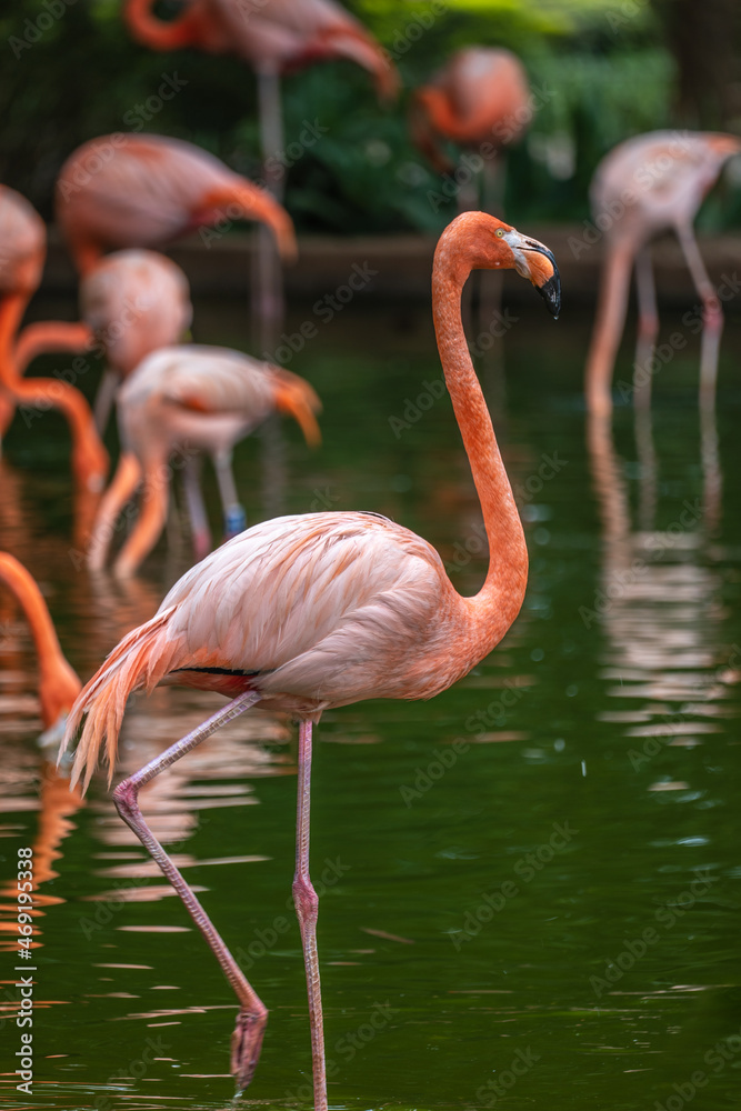 Colourful Flamingo in a pond on a summer day in Pretoria South Africa Colourful Flamingo in a pond on a summer day in Pretoria South Africa