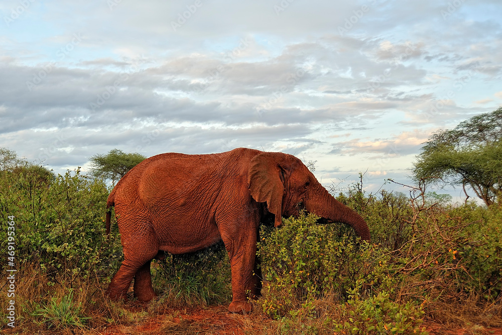 Fototapeta premium A picture of some elephants