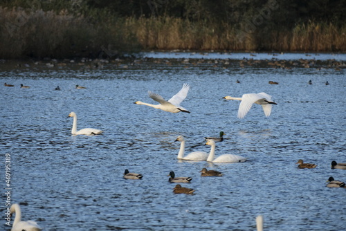 Swans, 14/11/2021B