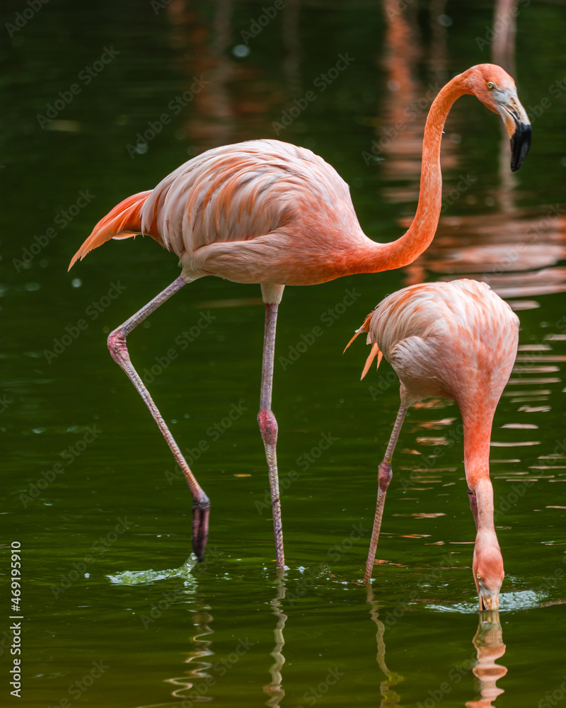 mother flamingo with newborn in a pond on a summer day in Pretoria South Africa mother flamingo with newborn in a pond on a summer day in Pretoria South Africa