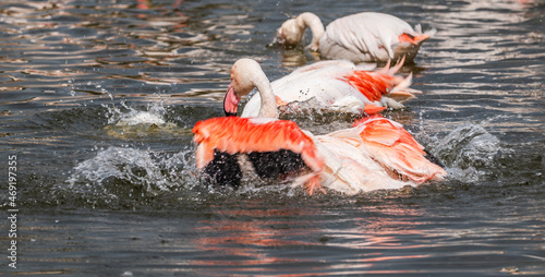 Flamingo splashing in a lake on a summer day in Pretoria South Africa