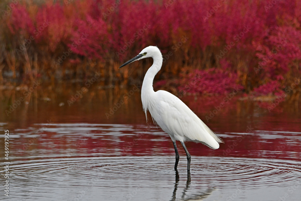 Naklejka premium white egret in the pond in autumn season
