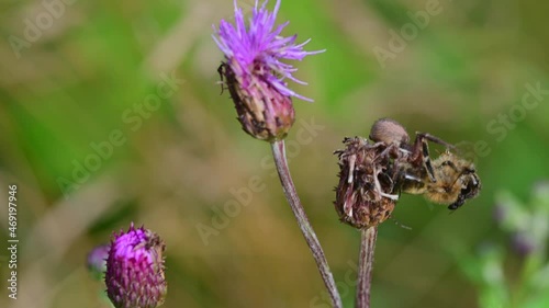 Crab spider (Misumena vatia) hidden in a flower caught the bee he killed and now eats it. photo