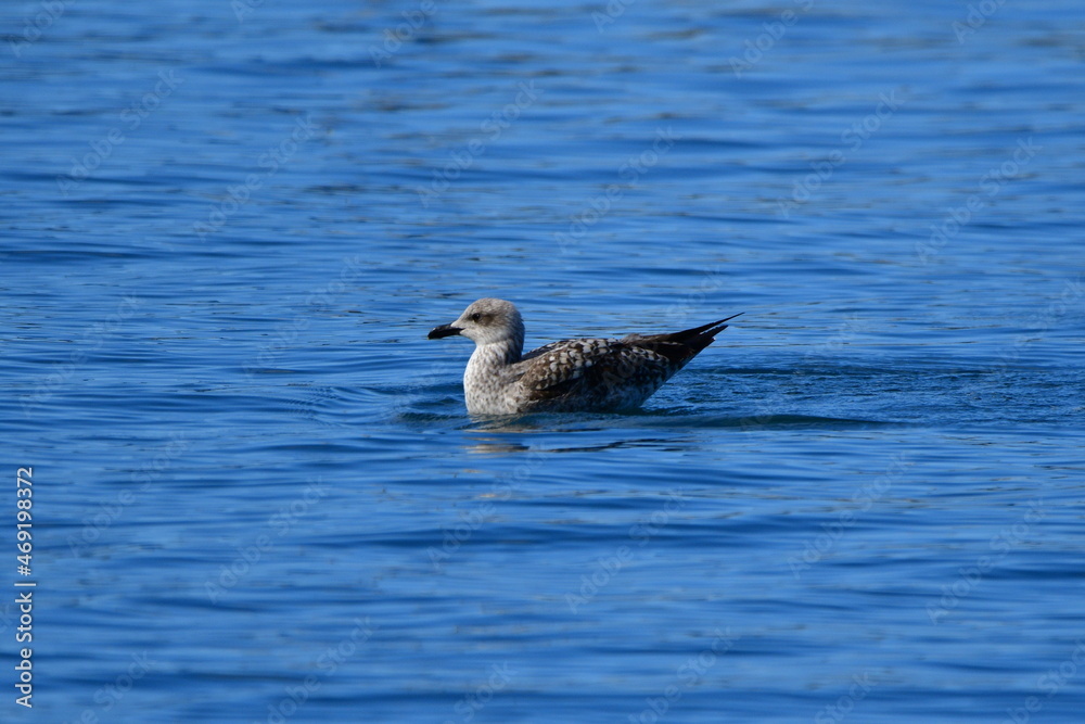 GAVIOTA PATIAMARILLA GAVIOTA PATIAMARILLA