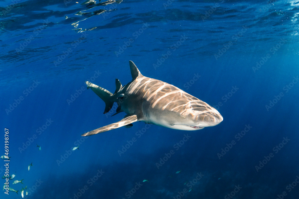 Naklejka premium Lemon Shark in the Bahamas