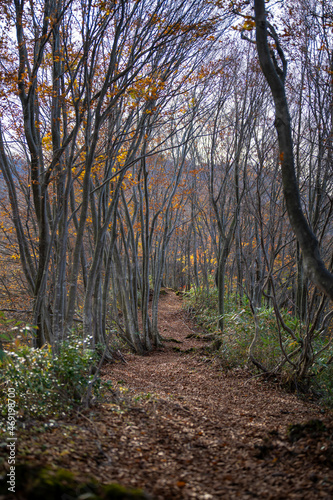                                                                                                                                      A view of climbing Mt.Oiturushiyama in Nyuzen-cho  Toyama Prefecture  with views of Kurobe Unazuki Onsen and Mt.Shirouma-dake  during the season of autumn