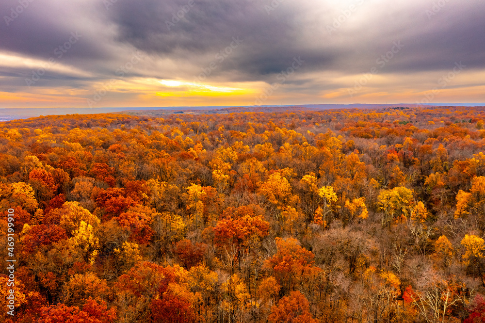 Fototapeta premium aerial view of a forest