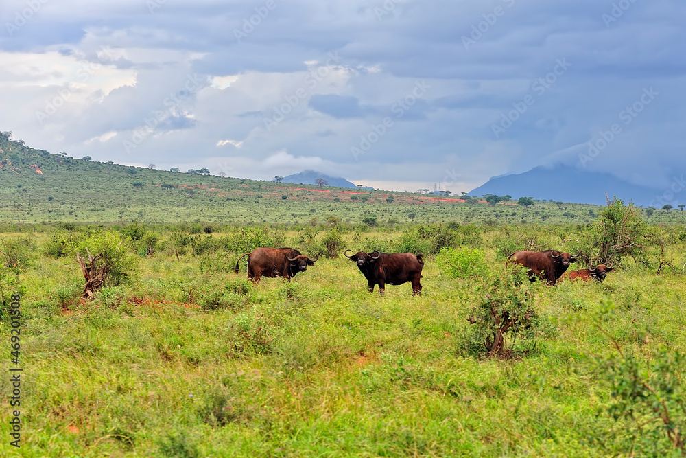 A picture of some buffaloes A picture of some buffaloes