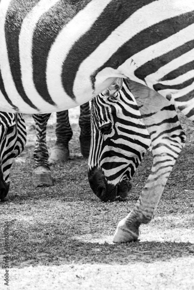animales