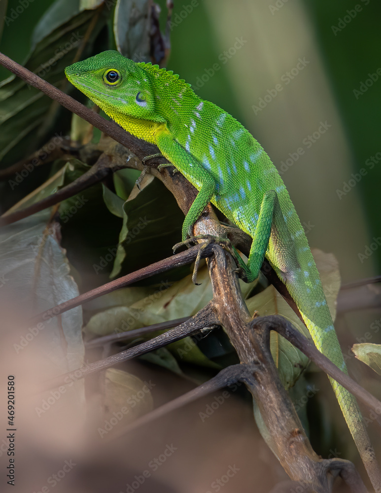 Green Lizard , Close up with a beautiful lizard , Close up view of a cute green Lizard on the wild Green Lizard , Close up with a beautiful lizard , Close up view of a cute green Lizard on the wild