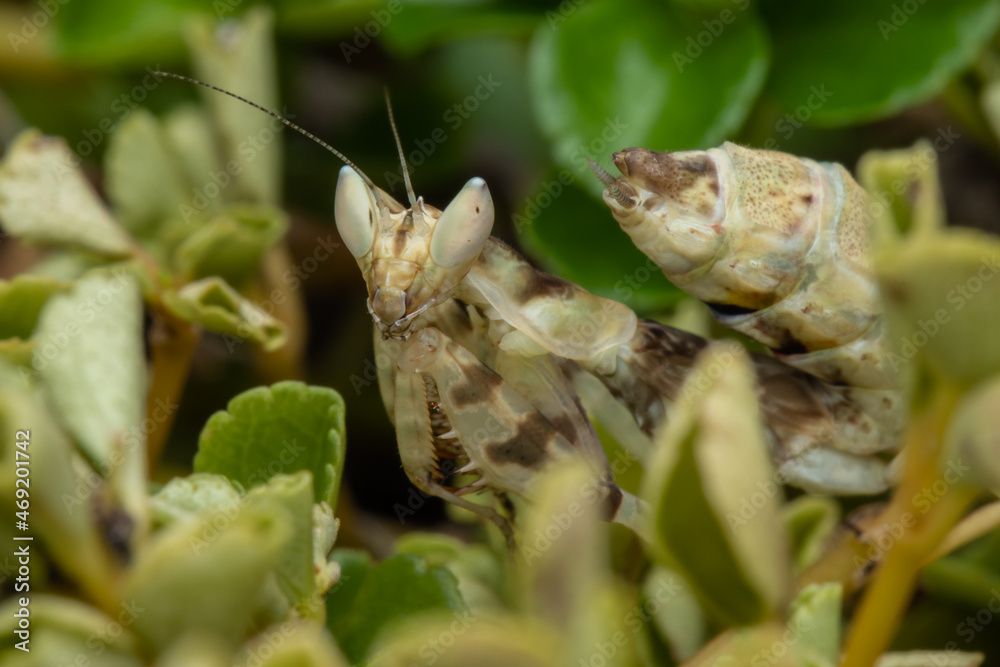 Macro image of A praying mantis (Creobroter gemmatus) with a nature green background