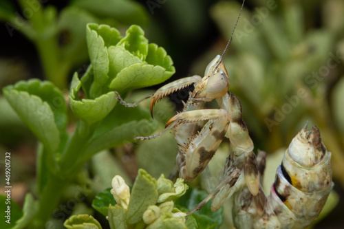 Macro image of A praying mantis (Creobroter gemmatus) with a nature green background photo