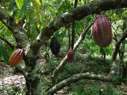 Cocoa fruit on tropical cocoa plantation in southern Bahia Brazil photo