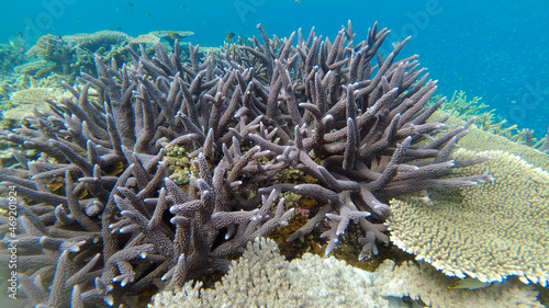 宮古島 珊瑚礁