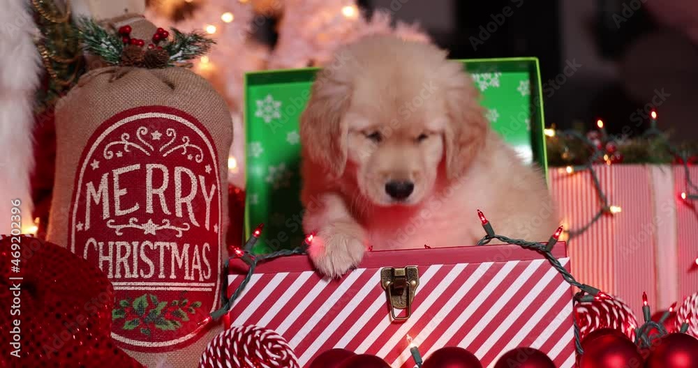 Golden retriever puppy dog sitting in a Christmas box under the tree as a surprise present