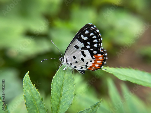 Foto Photo of beautiful pierrot or talicada nyseus on marigold flower leaf
