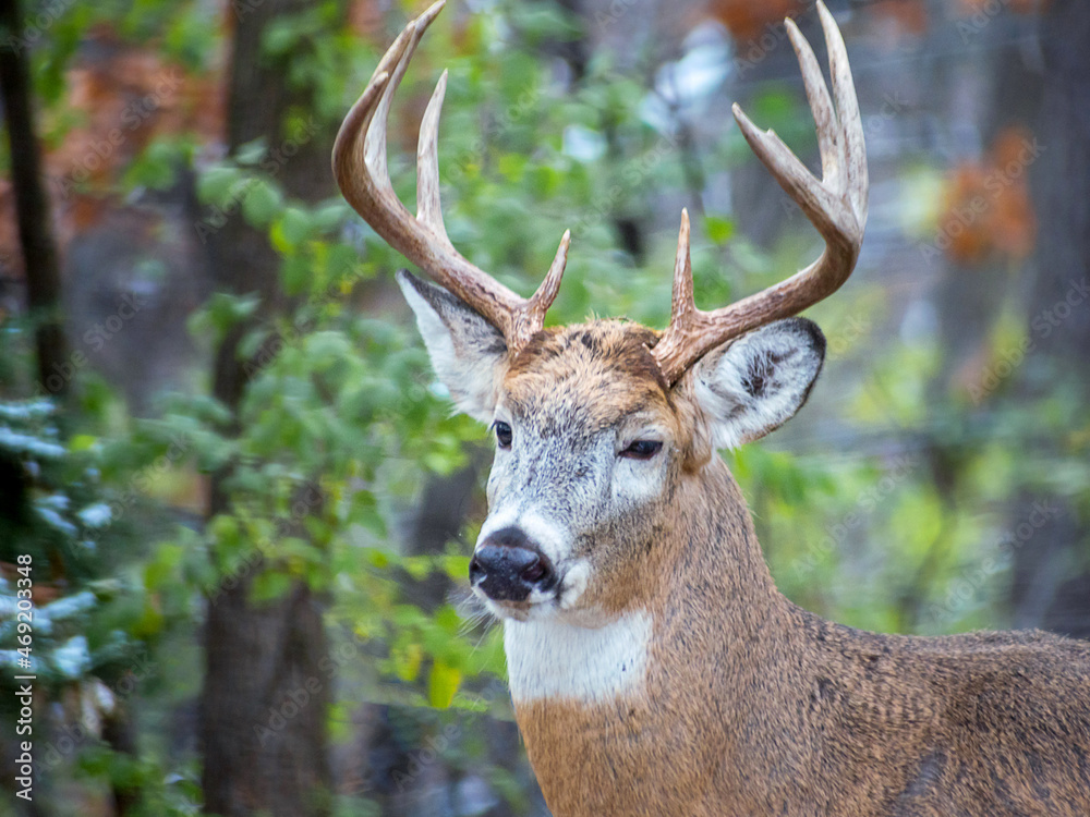 Whitetail Deer Buck - close portrait in a natural setting Whitetail Deer Buck - close portrait in a natural setting