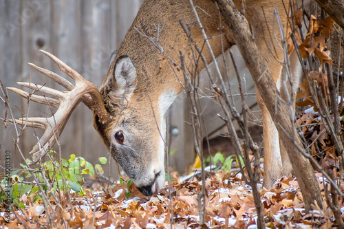 Photography Whitetail Deer Buck - close portrait in a natural setting