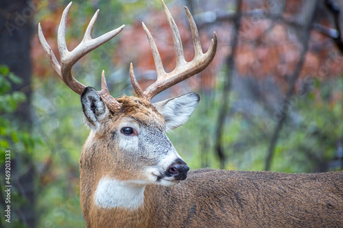 Whitetail Deer Buck - close portrait in a natural setting