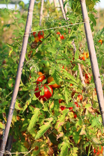 Tomatoes plants in a garden in summer. Plants and vegetables. Urban culture and tomatoes. Gardering in summr. photo