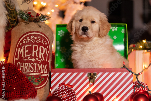 Tiny golden retriever puppy dog under the Christmas tree as a suprise present. He is surrounded by gifts, decoations and holiday lights.  photo