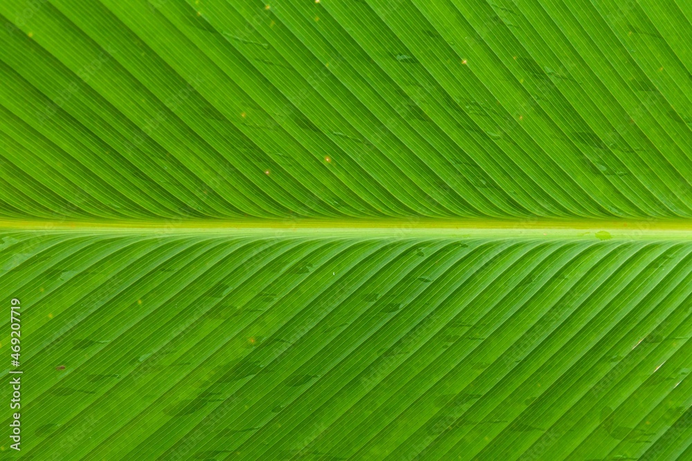 Close - up of green leaves nature background. Nature background of tree leaves texture and background seamless Close - up of green leaves nature background. Nature background of tree leaves texture and background seamless