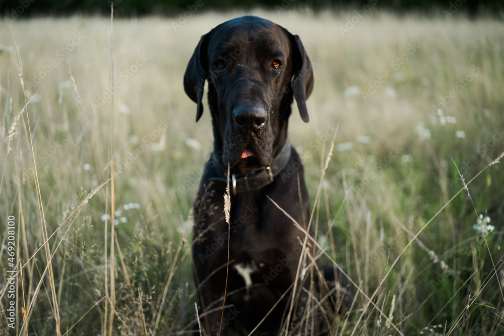 black purebred dog in a field outdoors summer black purebred dog in a field outdoors summer