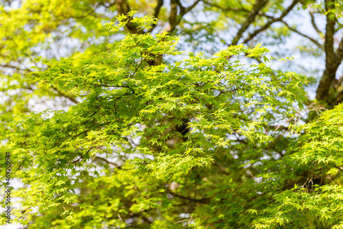 Details of the leaves of a tree in a temple in the area of Miyajima  Japan