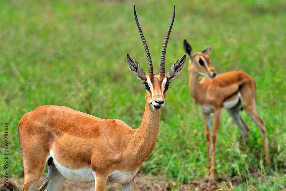 A picture of a gazelle