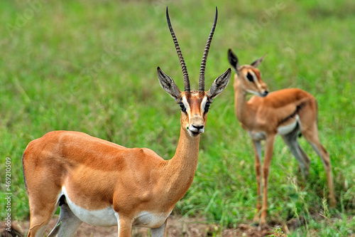 A picture of a gazelle