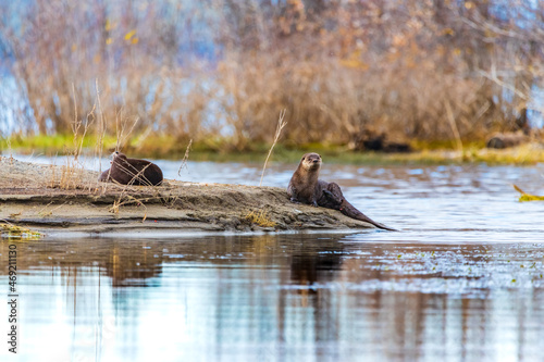 Two wild, otters, Lontra canadensis animals seen in northern Canada with side on profile view in their natural environment. 