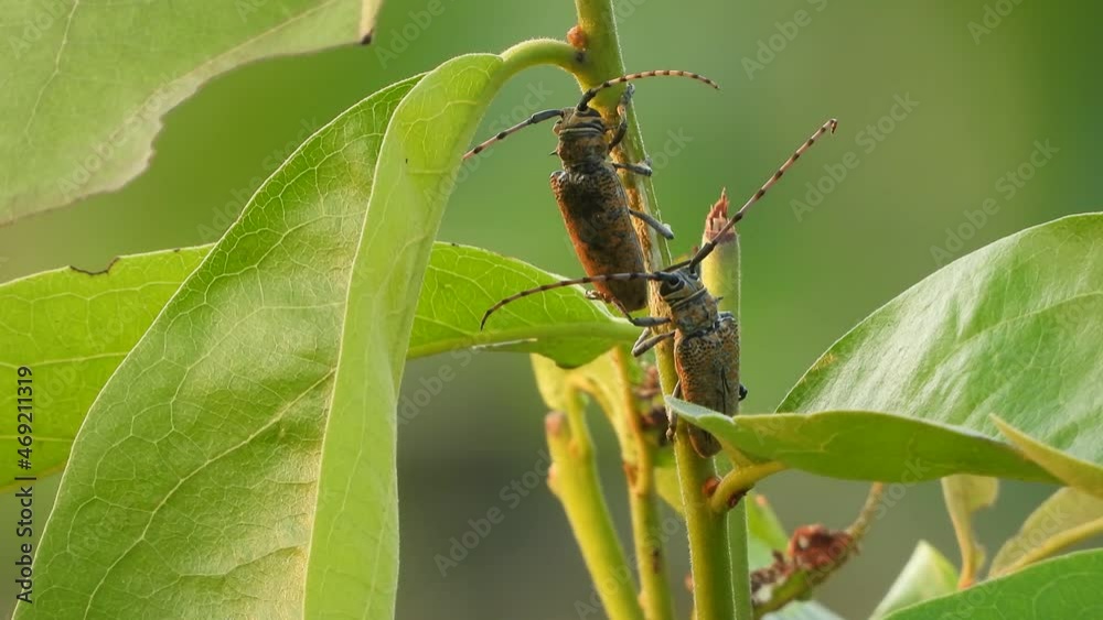 Two insect in buss tree .