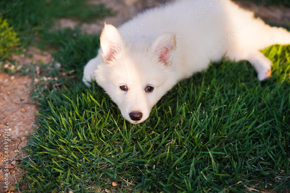 Fototapeta premium Portrait of a baby Dog - Berger Blanc Suisse