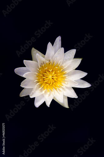  beautiful water lily on black background