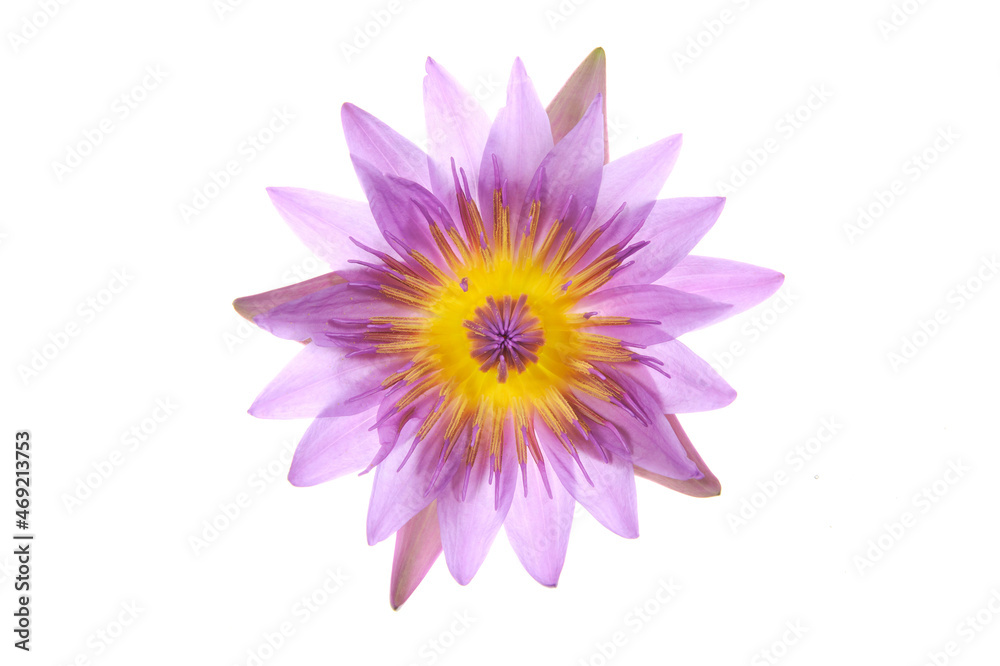 Close up of blooming waterlily or lotus flower isolated on white background.