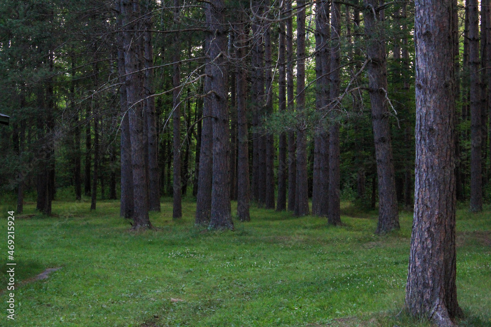 Fototapeta premium footpath in the woods