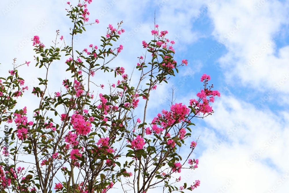 pink flowers in the sky