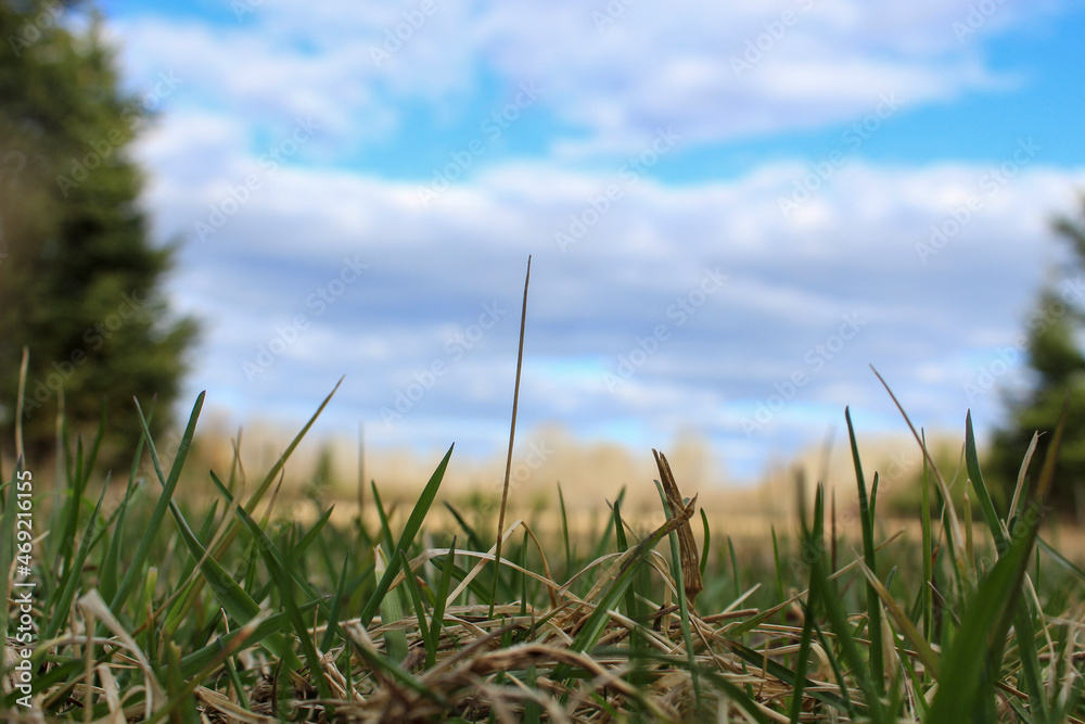 grass and sky grass and sky