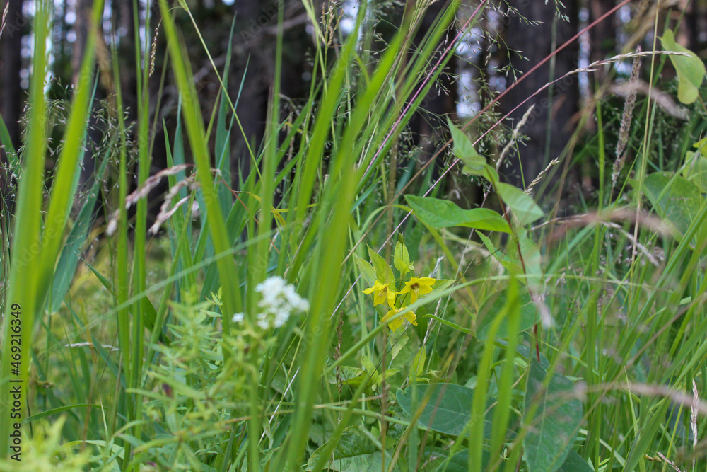 grass and water