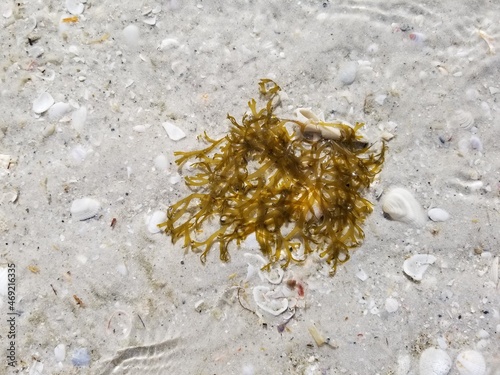 Seaweed stranded on beach in shallow water