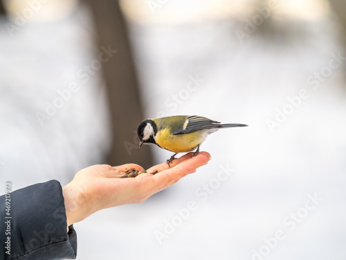 Girl feeds a tit from a palm. Hungry bird eating seeds from a hand during winter or autumn