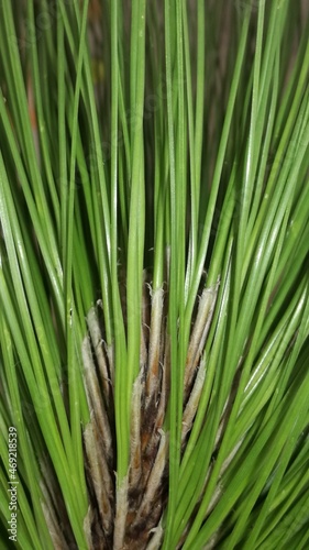 close up of a pine needles