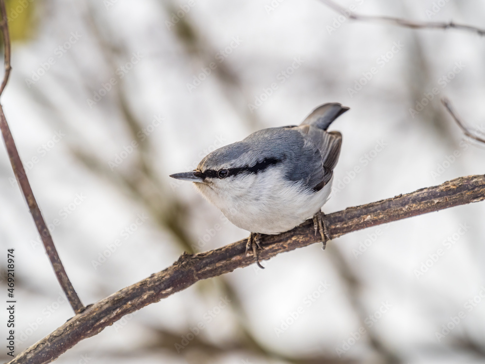 Fototapeta premium Eurasian nuthatch or wood nuthatch, lat. Sitta europaea, sitting on a tree branch with a blurred background.